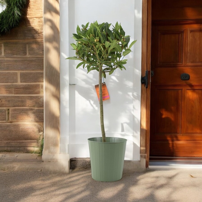 Bay Tree Standard 90cm Tall