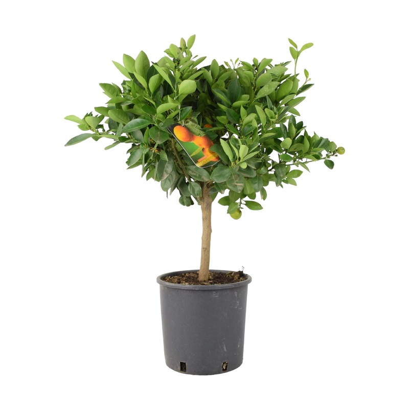 Citrus Calamondin Orange Tree  Indoor & Patio-Friendly Fruit Tree