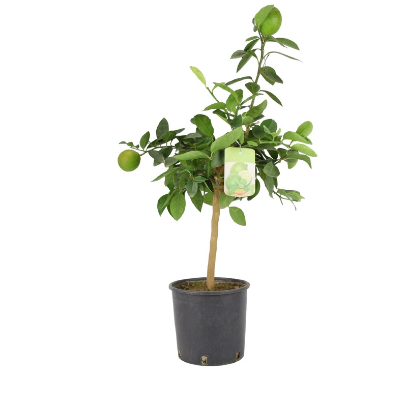 Citrus Lime Tree  Grow Your Own Homegrown Limes