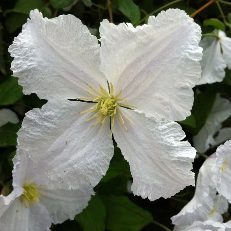 Clematis Prince George Climbing Plant in 3L Pot