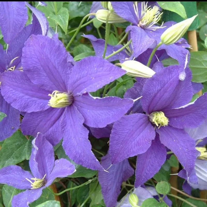Clematis Rhapsody – Beautiful Blue Climbing Plant 3L Pot