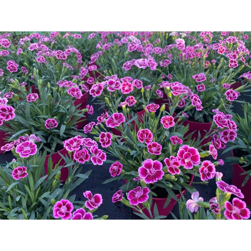 Dianthus Pink Kisses 12cm Pot