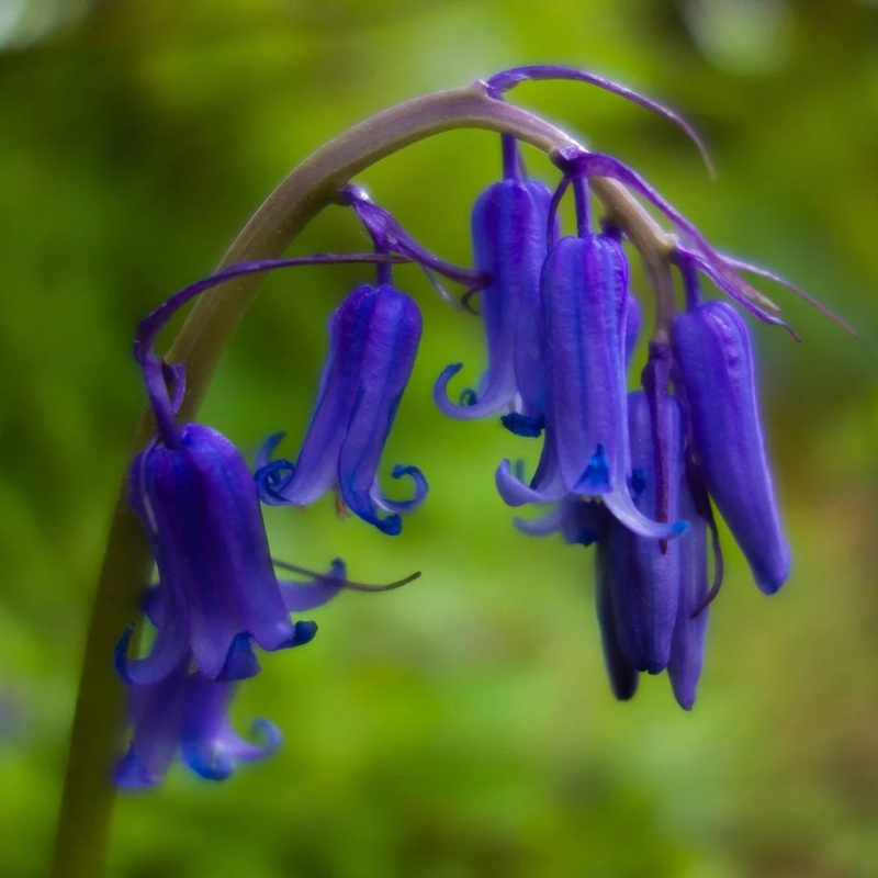 English Bluebells Bulbs (10 bulbs) – Woodland Blue for Your Garden