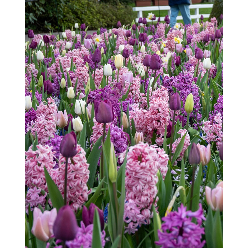 Fragrant Surprise  Scented Spring Bulb Mix (20 Bulbs)