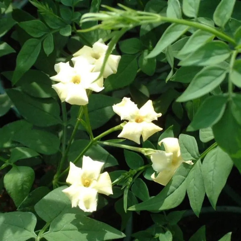 Jasminum officinale Clotted Cream 3L Pot – Fragrant Summer Climber