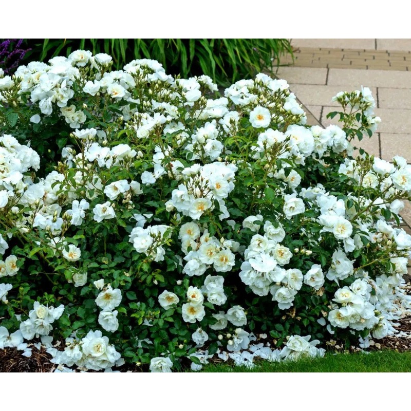 Rose Flower Carpet White 4L  Ground Cover Rose
