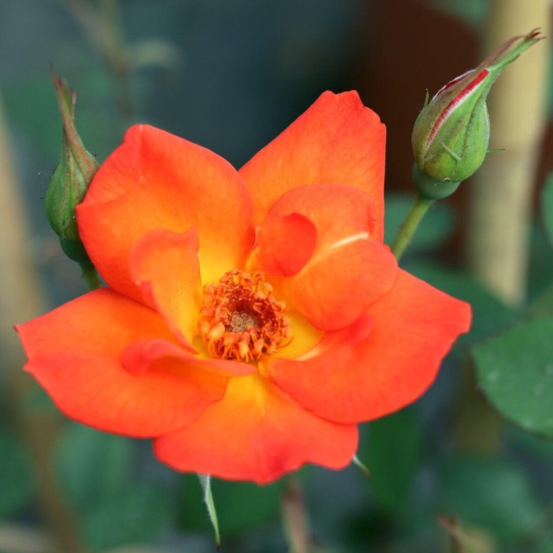 Warm Welcome Rose 5.5L Pot  Compact Orange Climbing Rose