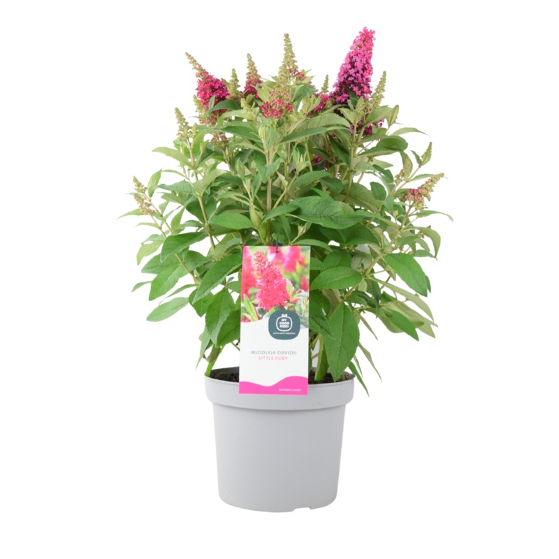 Butterfly Bush Little Ruby  5L Pot  Compact Buddleja for Pollinator Gardens